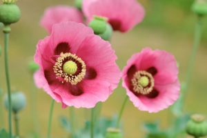 Poppies Flowers982911314